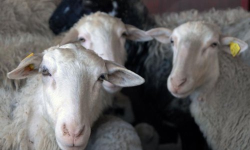 Traži pastira za plaću od 2500 kuna, no nitko se ne javlja