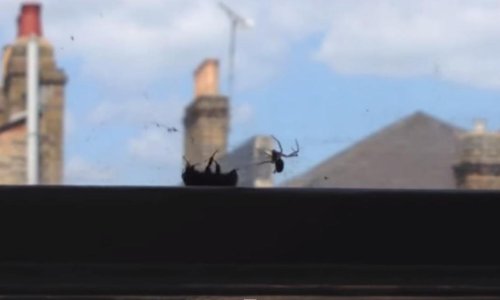 Bumbar spasio bumbara iz paukove mreže!