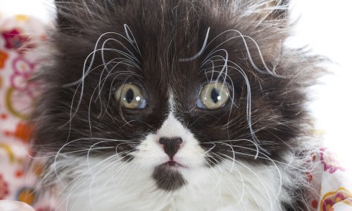 British Airways putnicima želi ugoditi snimkama mačaka