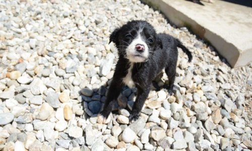 Splićanin optužen jer je kamenom ubio svoga psa