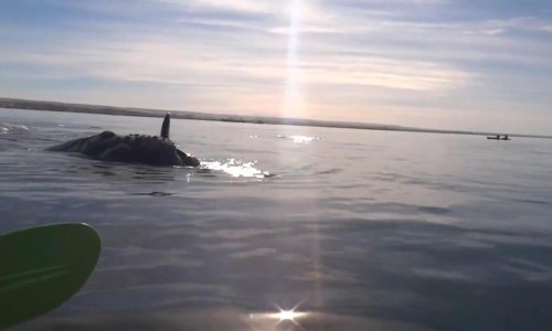 Alarmantna količina mikroplastike u kitovima u Sredozemlju