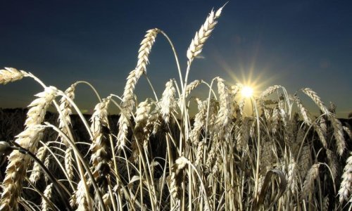 Počinje žetva. Zašto hrvatska pšenica nikada neće biti dovoljno jeftina?