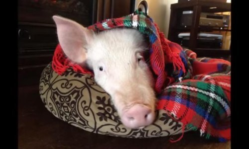 Znanstvenici na životu održali mozak svinje bez tijela