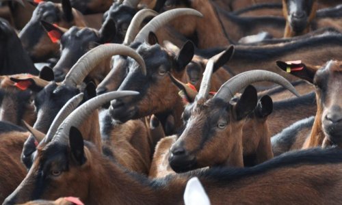 Koze bez kontrole teroriziraju selo!