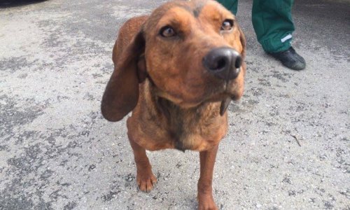 Ovim psima uskoro prijeti eutanazija, pomozite im!