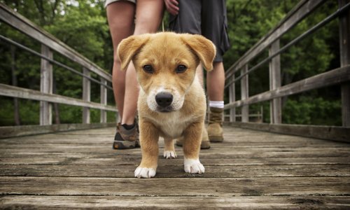 Jeste li znali da pomoću psa možete pronaći partnera?