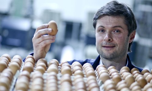 Nestašice jaja nema, a bit će ih još više čim se koke udomaće