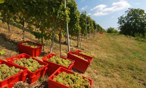 Zakon o vinu donosi vinarima uštede od 12 milijuna kuna