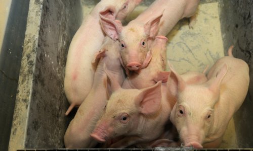 Hrvatski svinjogojci napokon mogu izvoziti žive svinje