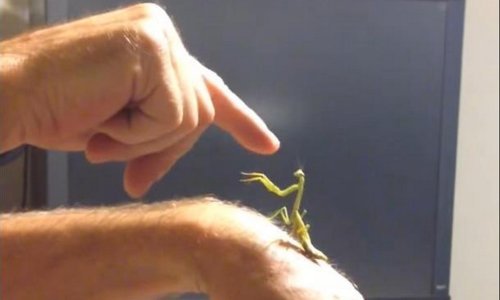 Kladimo se da ovakvu borbu još niste vidjeli