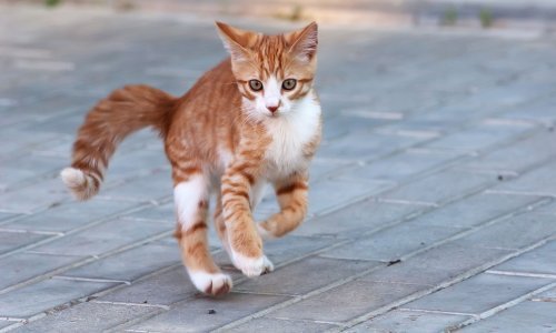 Mačke ipak razumiju zakone fizike