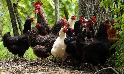 Kriza zaraženih jaja se širi na Francusku i Veliku Britaniju