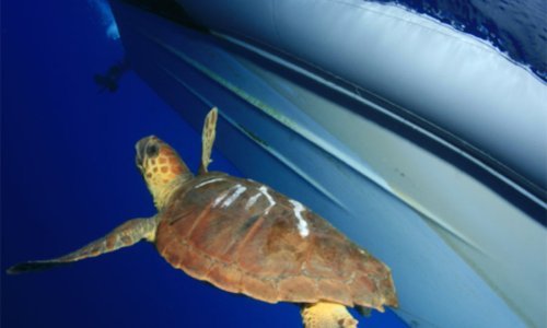 Kornjače napale kupače u Dalmaciji! Splićanka završila na Hitnoj: Ugriz je bio snažan