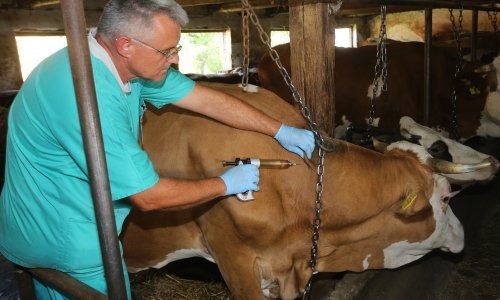 Stočari traže naknadu štete zbog goveđe bolesti kvrgave kože