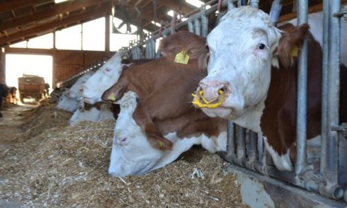 'Kvrgava koža' i 'plavi jezik' poharali Crnu Goru