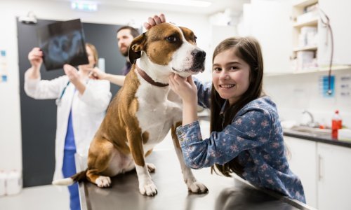 Što može pokrenuti alergiju kod ljubimaca