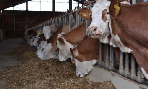 Dukat svojim kooperantima za 10 lipa povećao cijenu predane litre mliljeka