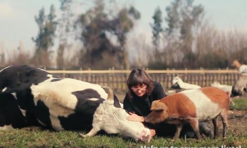 Ljubomorna svinja ljuta na bika
