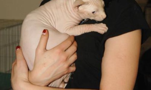 Mačke bez dlake i dalje omiljene među Hrvatima