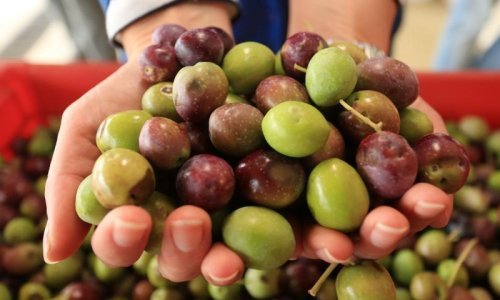 Masline su luđački rodile, ali postoji jedan ogroman problem