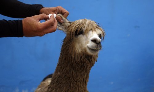 Peruanska deva surfa u Tihom oceanu