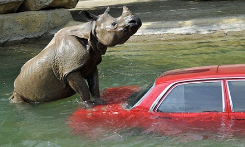 Zbunjeni se nosorog zaljubio u automobil