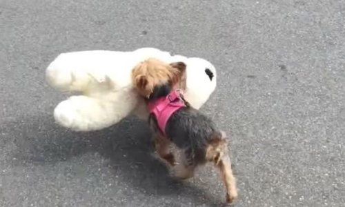 Nema prevelike igračke za ovog psića