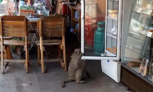 Majmun opušteno odšetao s ukradenim mlijekom