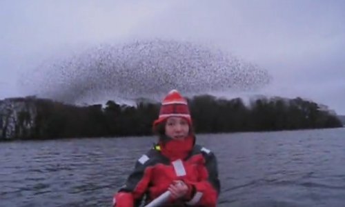 Pogledajte fascinantne ptice što izvode na nebu