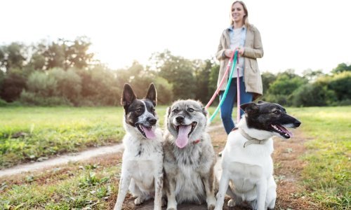 Sklonište Dumovec prepuno pasa, pozivaju se građani na udomljavanje