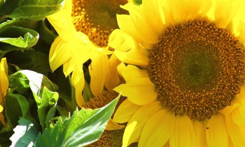 Polja suncokreta - rješenje za radijaciju?