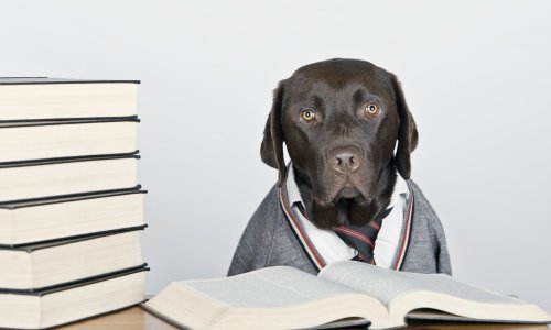 Oporba predložila psa za pomoćnika predsjednika općine