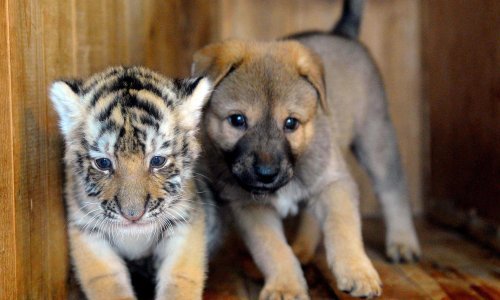 Kujica usvojila mlado sibirskog tigra