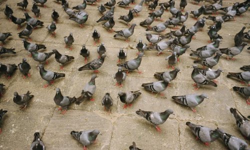 Britanski golubovi brži od interneta