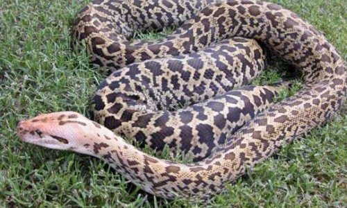 Piton od sedam metara progutao Indonežanku