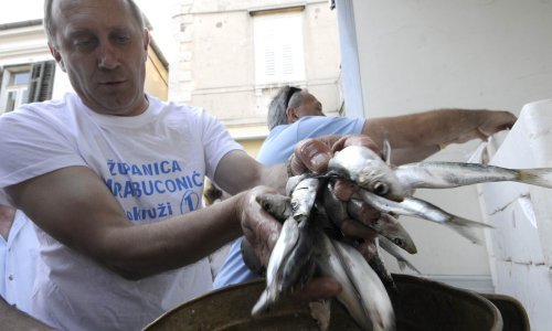 Alarmantno otkriće: Mikroplastika u ključnim vrstama riba u Jadranu!