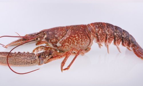 Zašto se jastozi kuhaju živi?