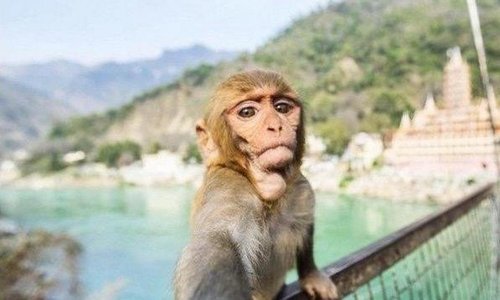 Majmuni rade iste greške pri snimanju selfieja kao i mi