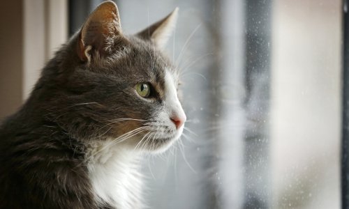 Otvoreni prozori mogu biti opasni za mačku