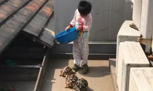 Nije lako stati pred gladne kornjače