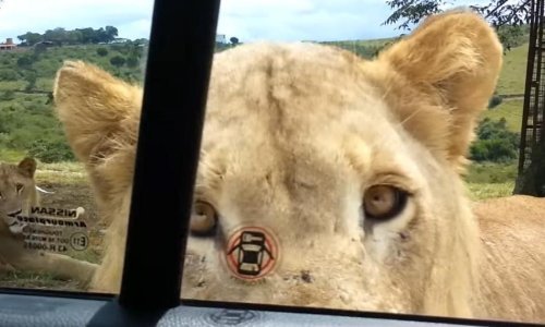 Kad vidite ovo, bit će vam drago što se danas auti sami zaključavaju