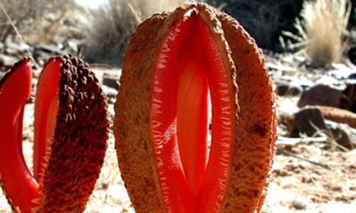 Nema bizarnije biljke od ovog podzemnog parazita