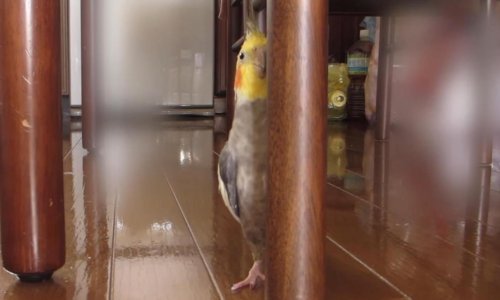 Slatki papagaj obožava se igrati skrivača