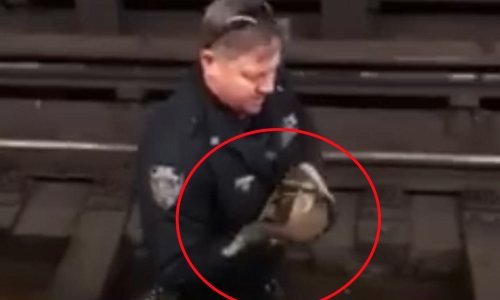 Zalutala patka digla na noge policiju New Yorka