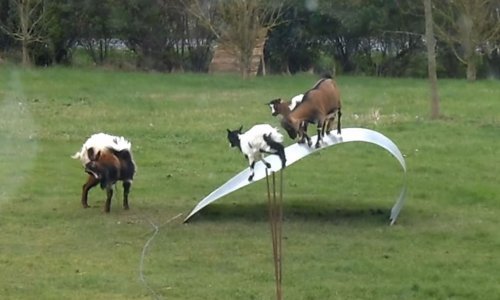 Treniraju li ove koze penjanje ili se samo dobro zabavljaju?