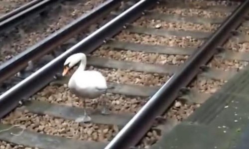Vlak stiže kad se labud makne