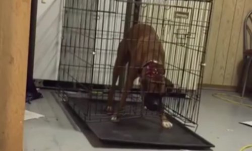 Možda je nestašan, ali ovaj genijalac zaslužuje slobodu