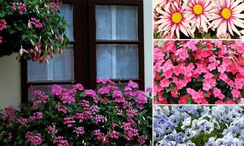 Ovo je cvijeće najbolji izbor za balkone