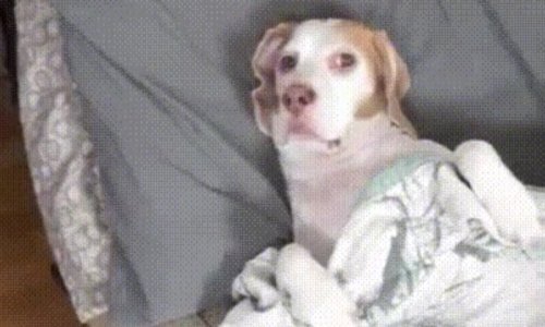 Netko se sjetio podvaliti psu. Hvala mu na tome