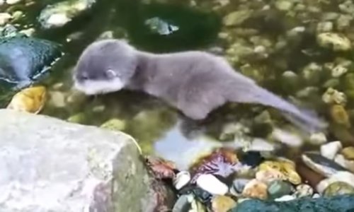 Treba vam nešto slatko? Što kažete na bebu vidru